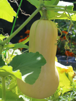 garden squash web